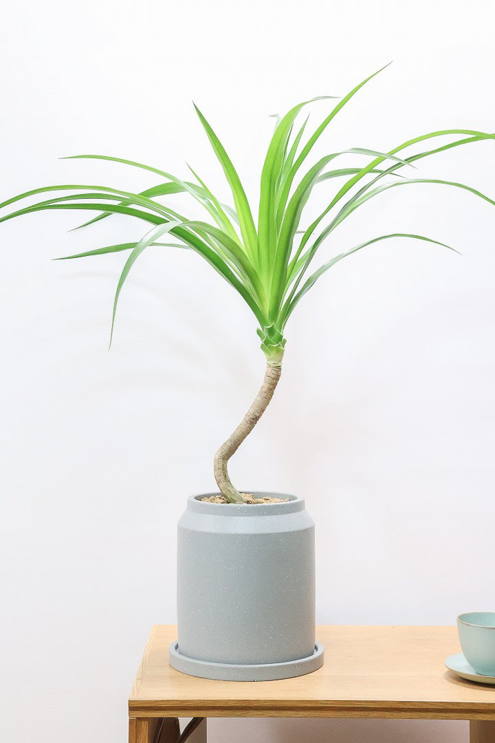 カンボジアーナCO61214| 観葉植物の通信販売 | APEGO(アペーゴ)