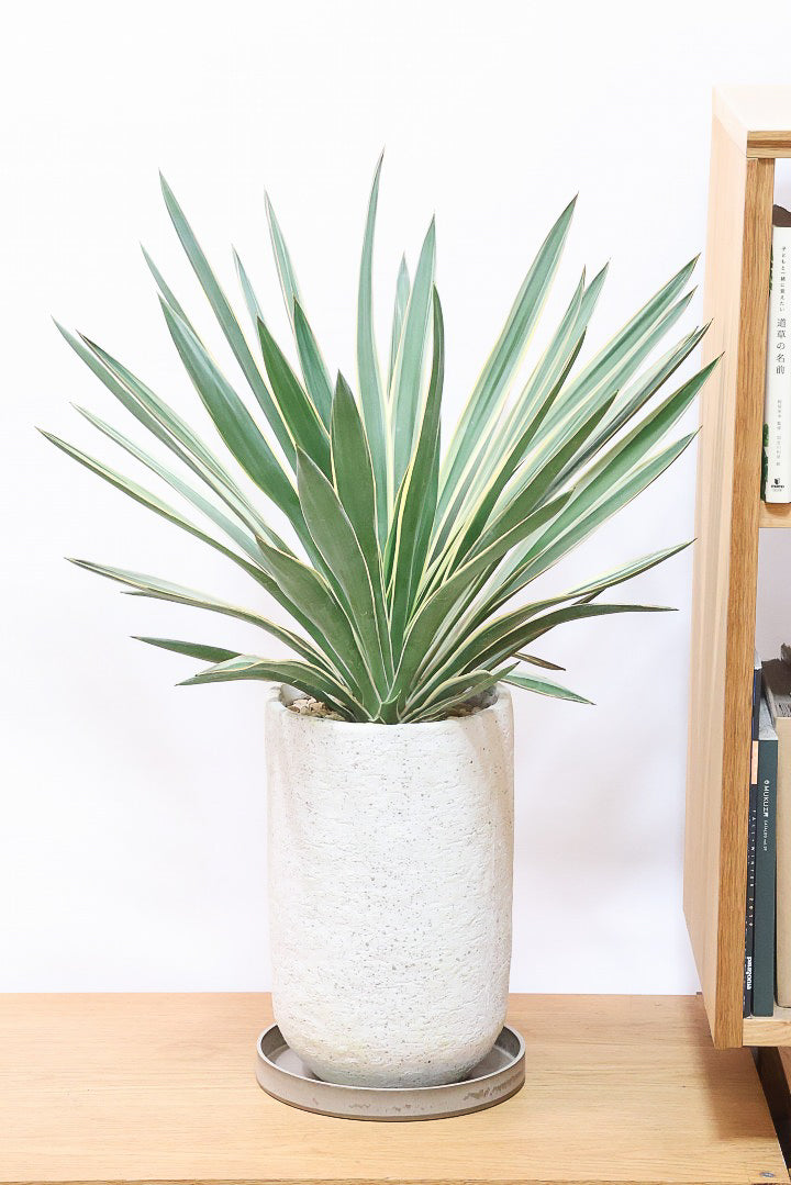 ユッカ グロリオサIV61219| 観葉植物の通信販売 | APEGO(アペーゴ)