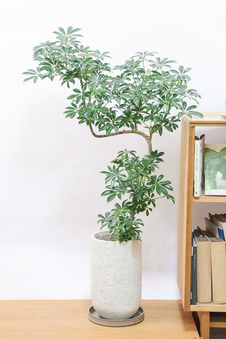 シェフレラ コンパクタIV61220| 観葉植物の通信販売 | APEGO(アペーゴ)