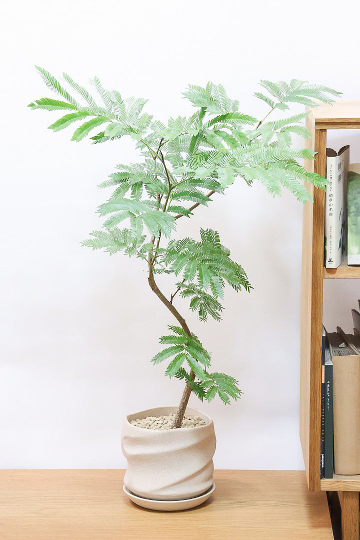 エバーフレッシュPIV61227| 観葉植物の通信販売 | APEGO(アペーゴ)