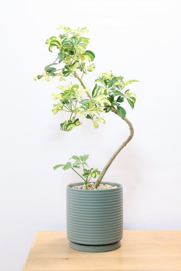 シェフレラ ジェニーネGR61231| 観葉植物の通信販売 | APEGO(アペーゴ)