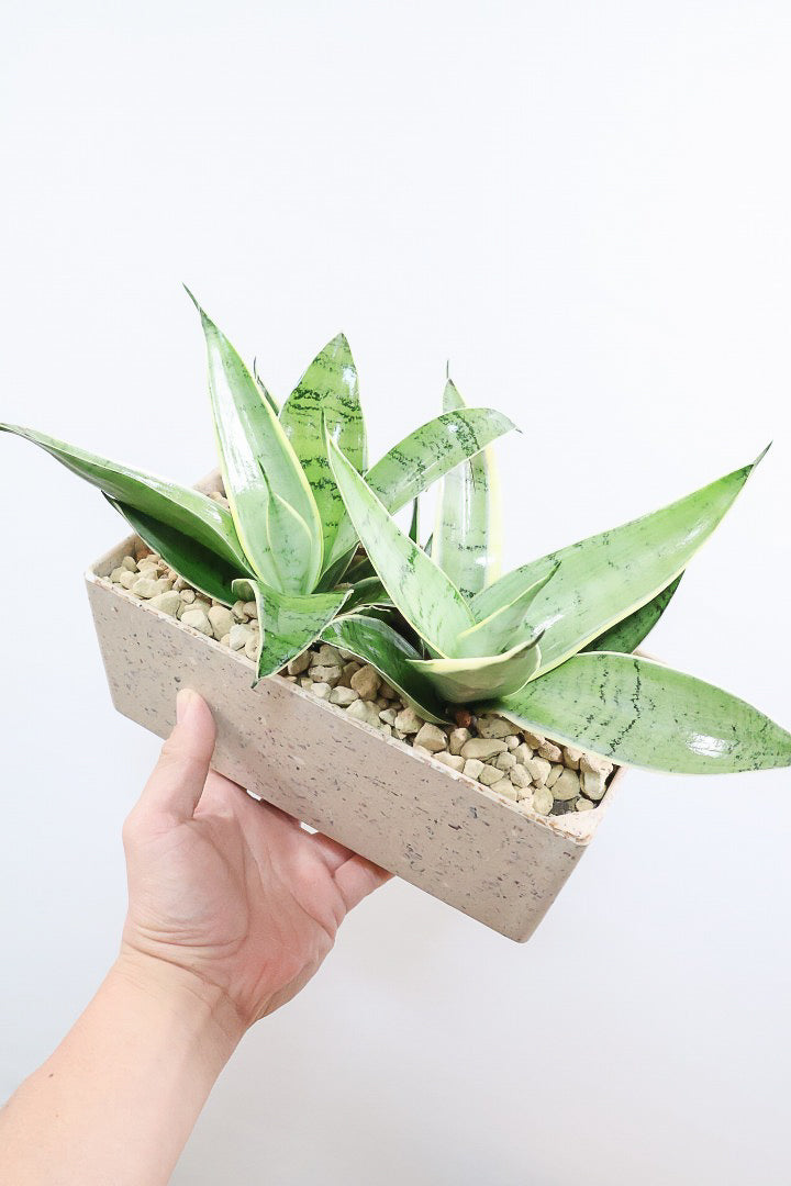 サンスベリア ブラックドラゴンBES61235| 観葉植物の通信販売 | APEGO