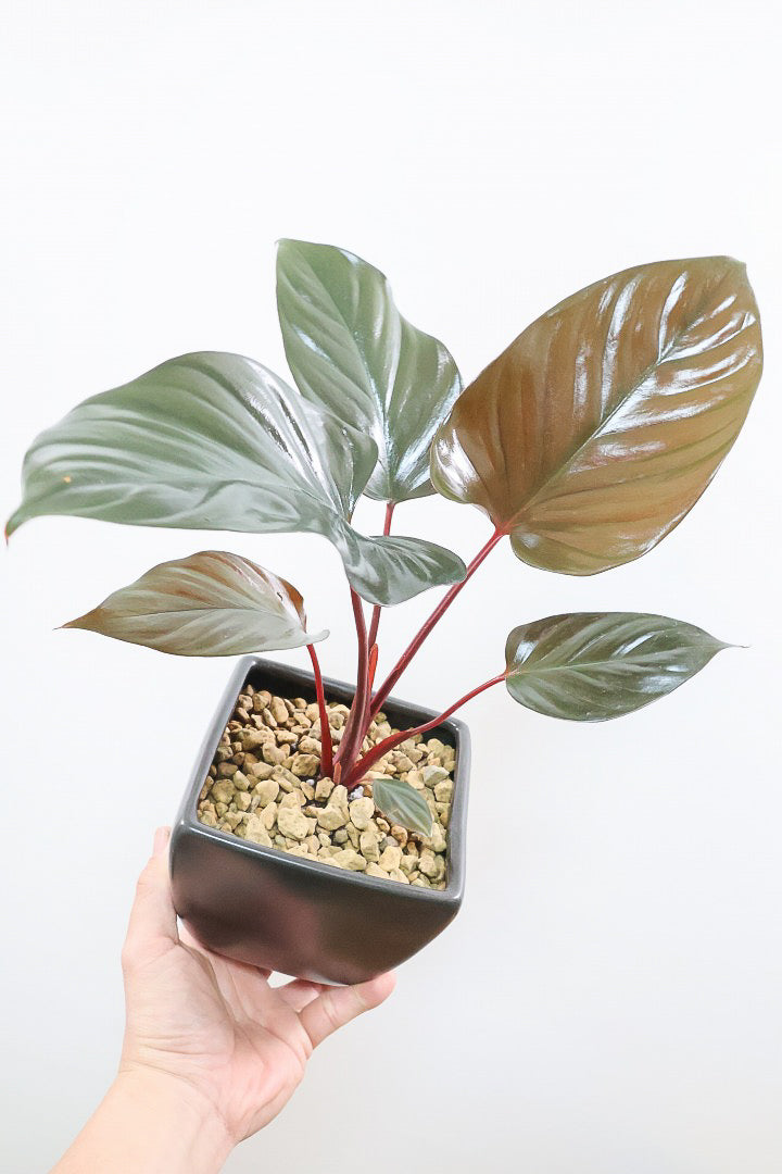 ホマロメナ ブラックエメラルドクリムゾンベールKS61249| 観葉植物の