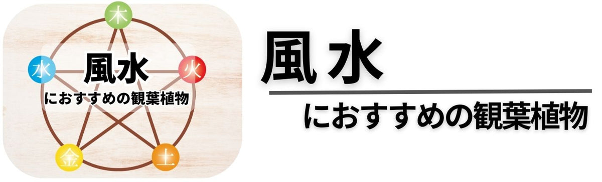 風水におすすめの観葉植物