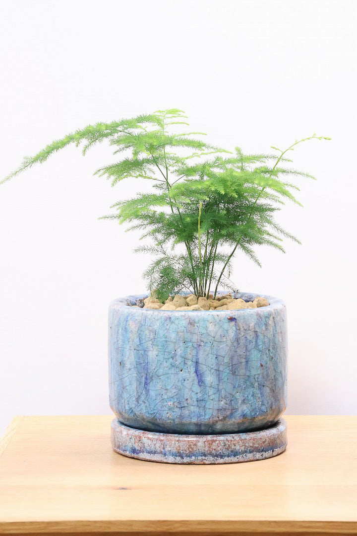 アスパラガス ナナスCB61250| 観葉植物の通信販売 | APEGO(アペーゴ)