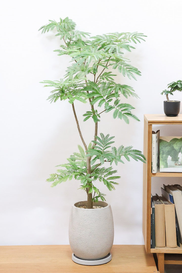 エバーフレッシュGIV61263| 観葉植物の通信販売 | APEGO(アペーゴ)