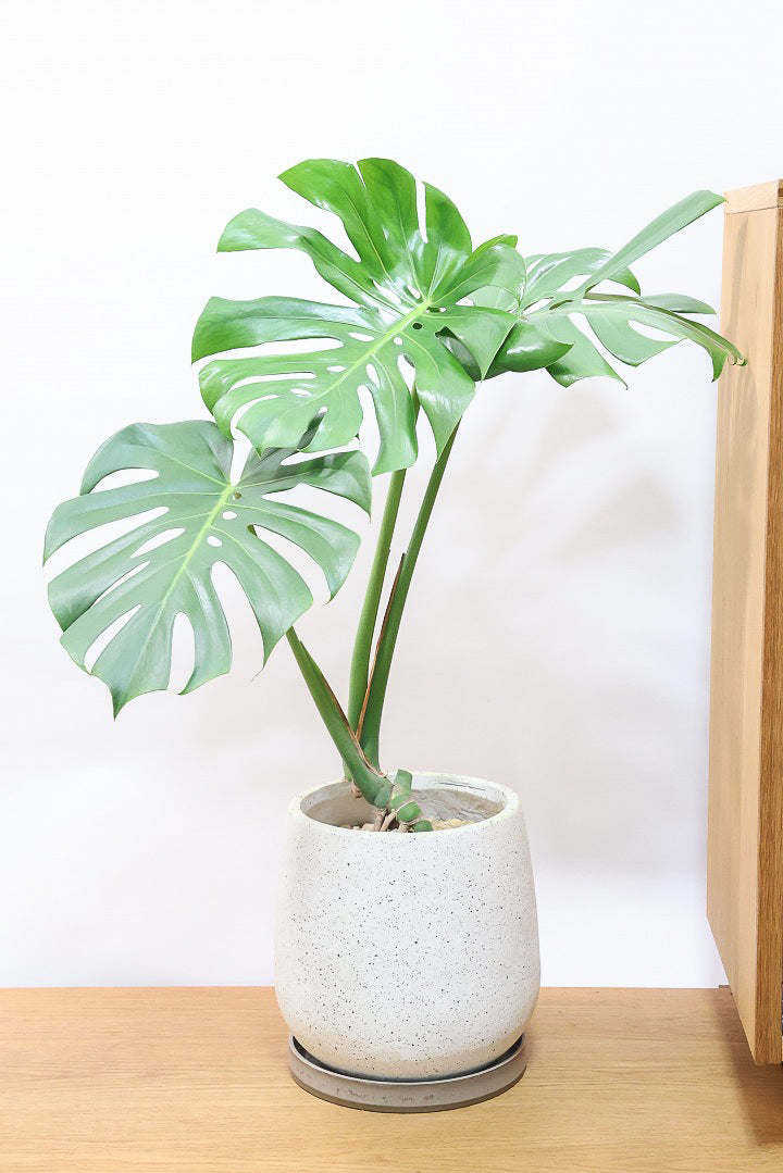 モンステラIV61340C| 観葉植物の通信販売 | APEGO(アペーゴ)