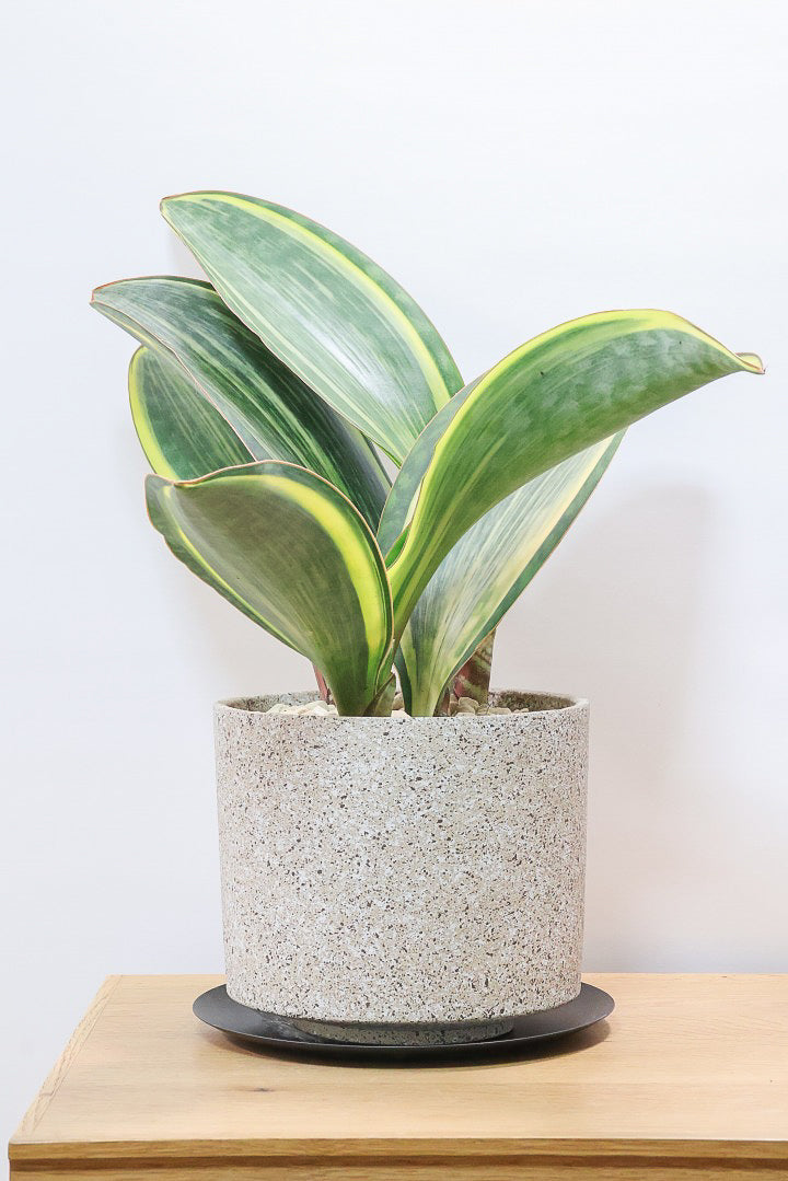 サンスベリア マッソニアーナバリエガタCO61356観葉植物の通信販売