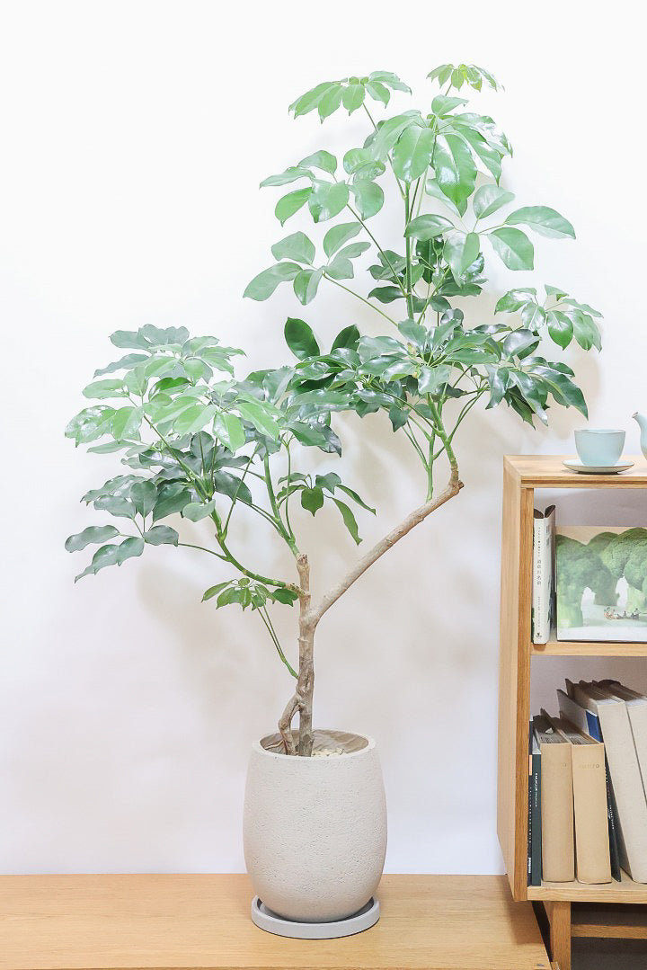 シェフレラ グリーンブレイズGIV61417| 観葉植物の通信販売 | APEGO