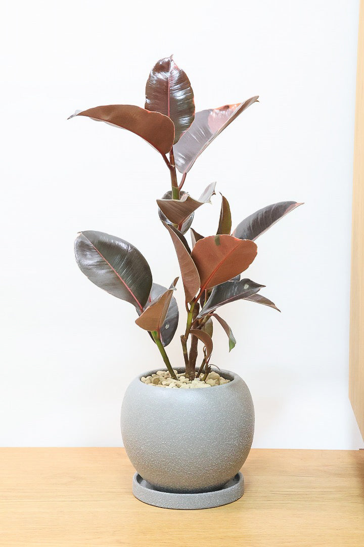 フィカス ルビーGL61420| 観葉植物の通信販売 | APEGO(アペーゴ)