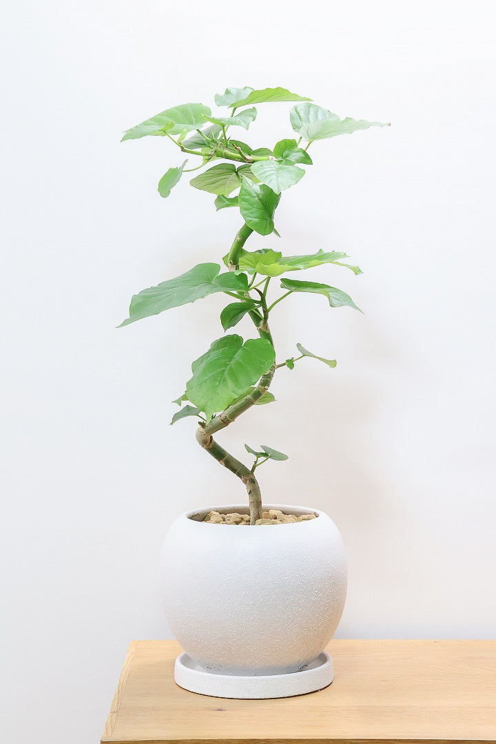 ウンベラータW61427| 観葉植物の通信販売 | APEGO(アペーゴ)