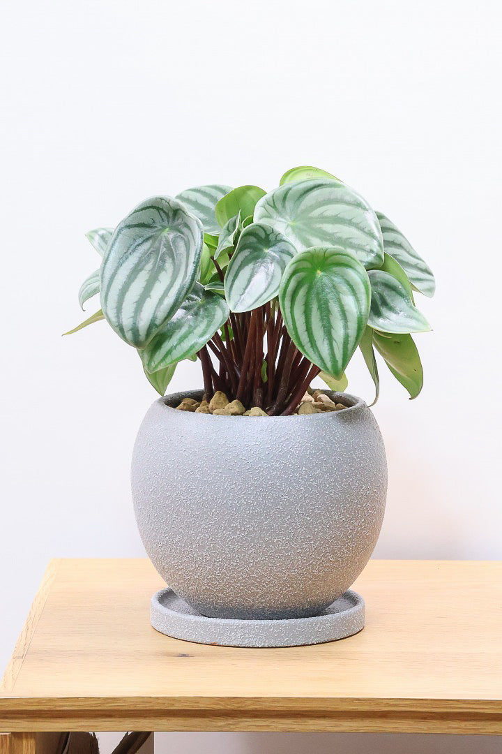 ペペロミア サンデルシーGL61429| 観葉植物の通信販売 | APEGO(アペーゴ)