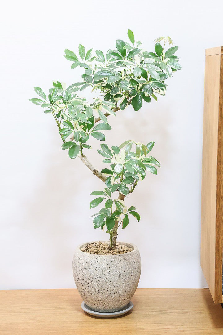 シェフレラ ミルキーCO61432| 観葉植物の通信販売 | APEGO(アペーゴ)