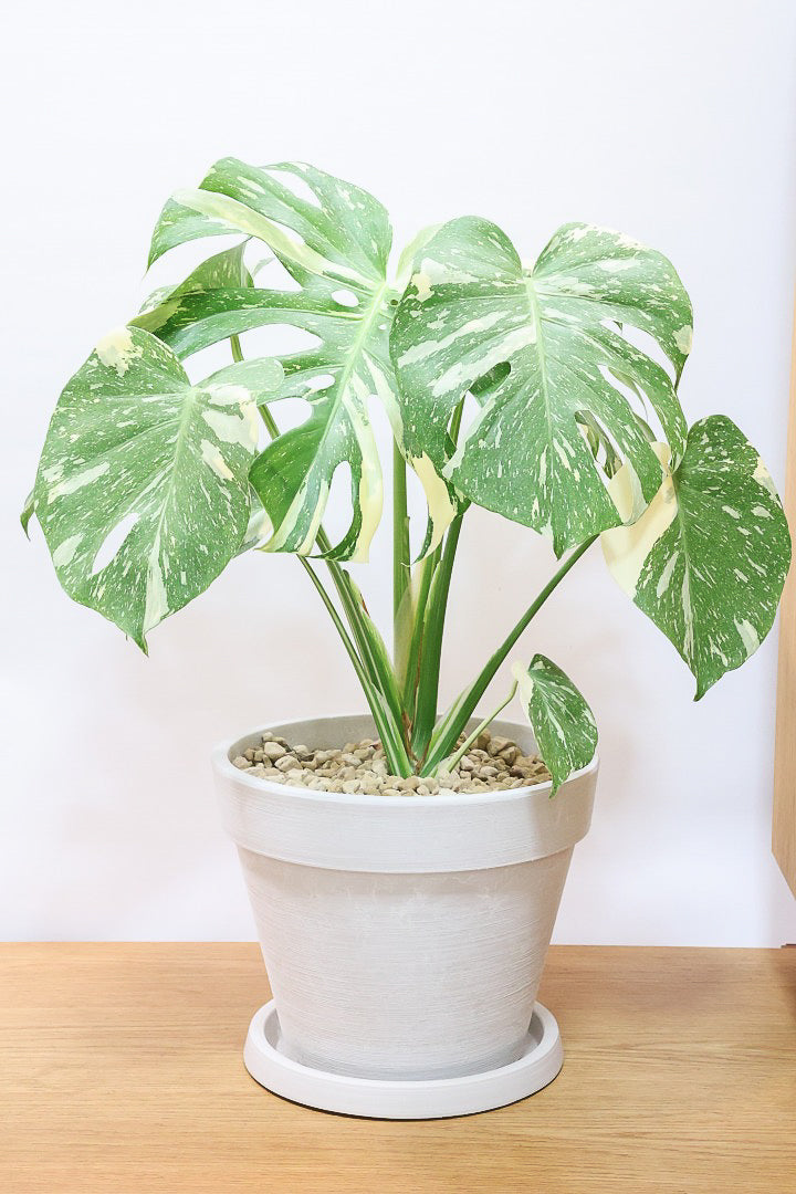 モンステラ タイコンステレーションPP61435B| 観葉植物の通信販売