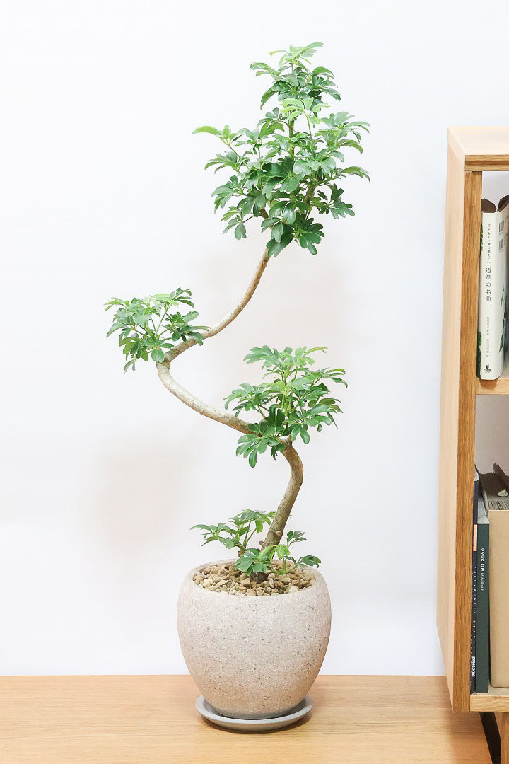 シェフレラ レナータCO61461B| 観葉植物の通信販売 | APEGO シェフレラ レナータCO61461B| 観葉植物の通信販売 | APEGO