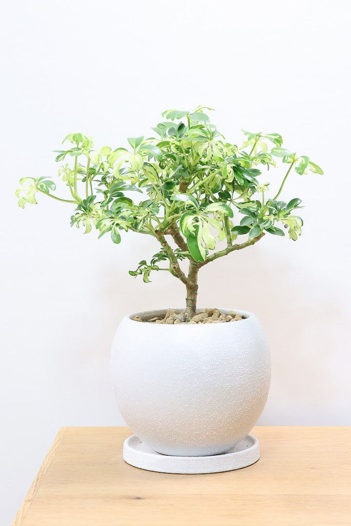 シェフレラ レナータW61532| 観葉植物の通信販売 | APEGO(アペーゴ) シェフレラ レナータW61532| 観葉植物の通信販売 | APEGO(アペーゴ)