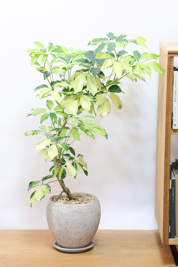 シェフレラ ゴールドリーフCO61598| 観葉植物の通信販売 | APEGO(アペーゴ)