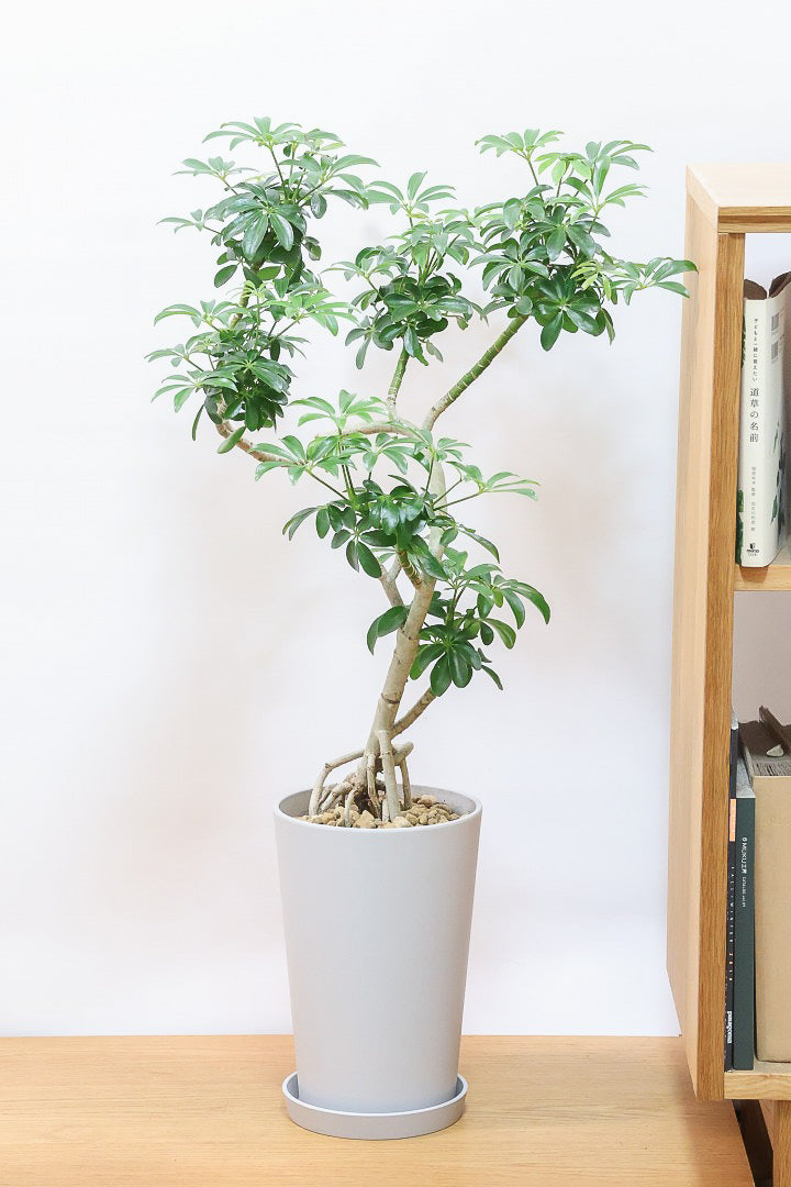 シェフレラ コンパクタPP61603| 観葉植物の通信販売 | APEGO(アペーゴ)