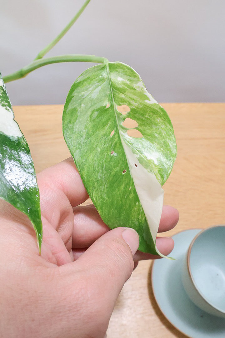エピプレナム ピナツム マーブルW61611| 観葉植物の通信販売 | APEGO