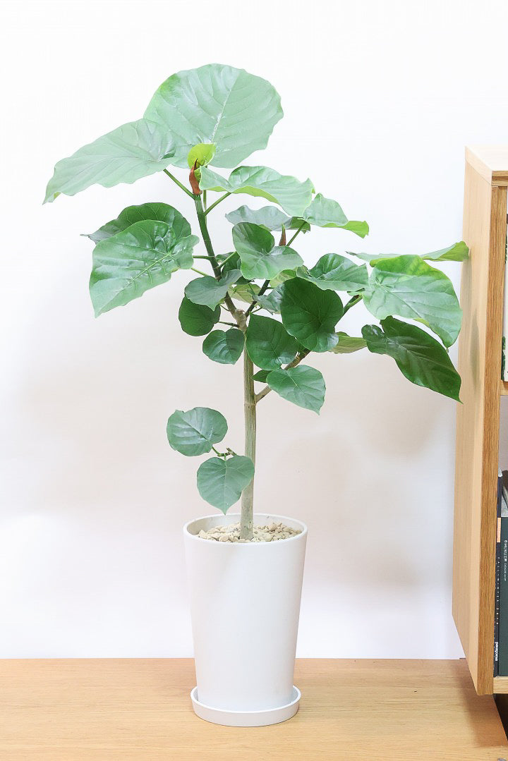 ウンベラータPP61617| 観葉植物の通信販売 | APEGO(アペーゴ)
