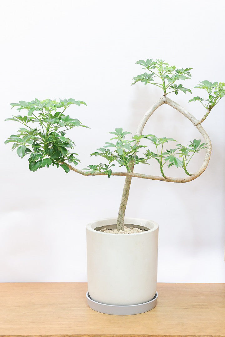 ☆ シェフレラ レナータ♪ 96cm ボリューム感◎ シェフレラ レナータIV61888| 観葉植物の通信販売 | APEGO(アペーゴ)
