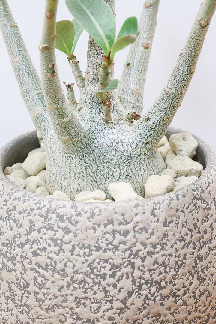 アデニウム アラビカムBE61660B| 観葉植物の通信販売 | APEGO(アペーゴ)