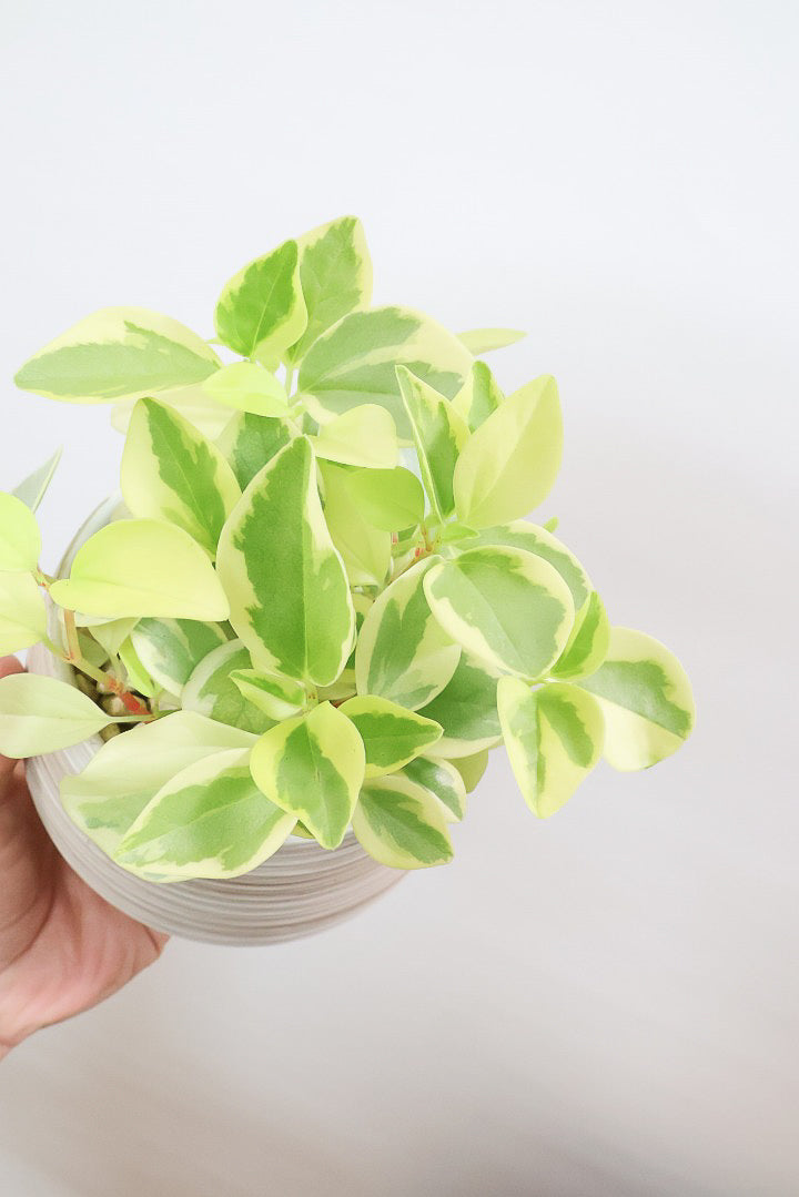 ペペロミア グラベラWIV61667| 観葉植物の通信販売 | APEGO(アペーゴ