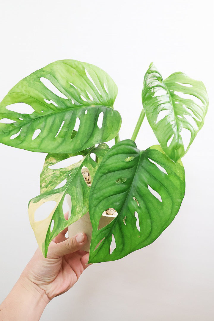モンステラ アダンソニー オーレア バリエガタPP61669| 観葉植物の通信 