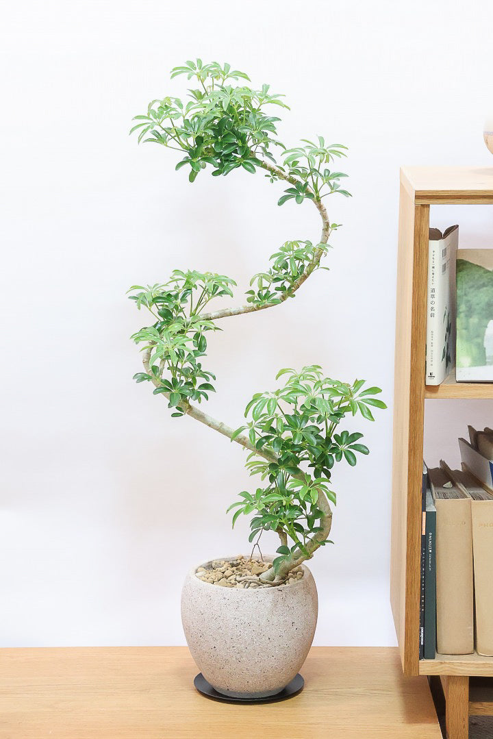 シェフレラ コンパクタCO61686| 観葉植物の通信販売 | APEGO(アペーゴ)