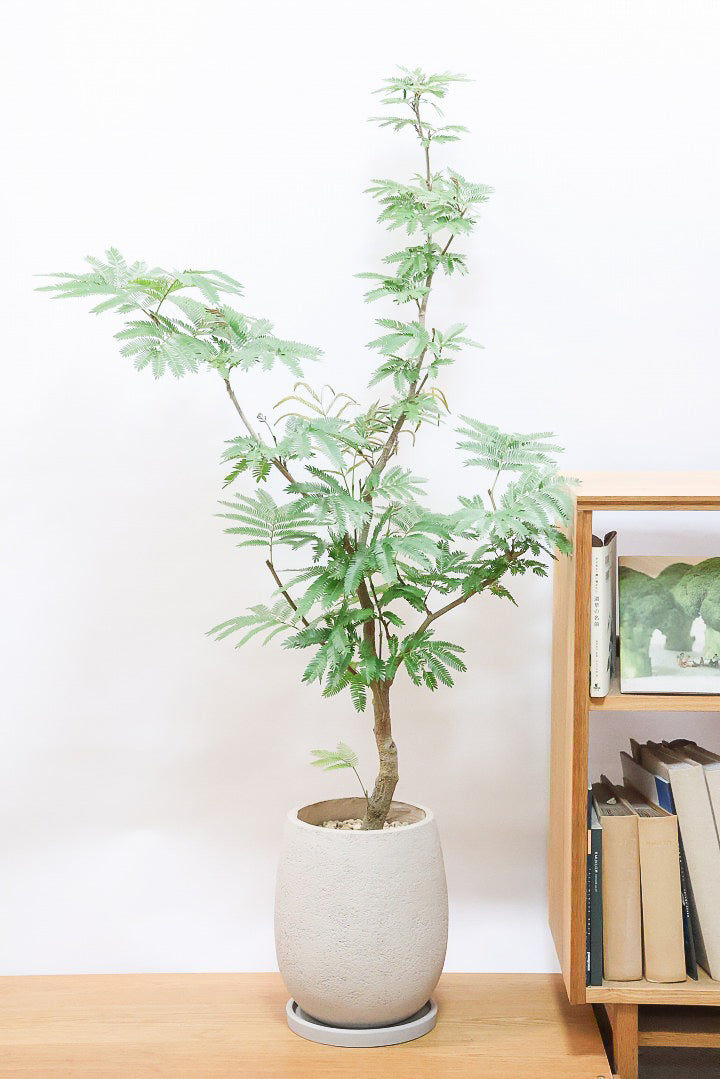 エバーフレッシュGIV61721| 観葉植物の通信販売 | APEGO(アペーゴ)