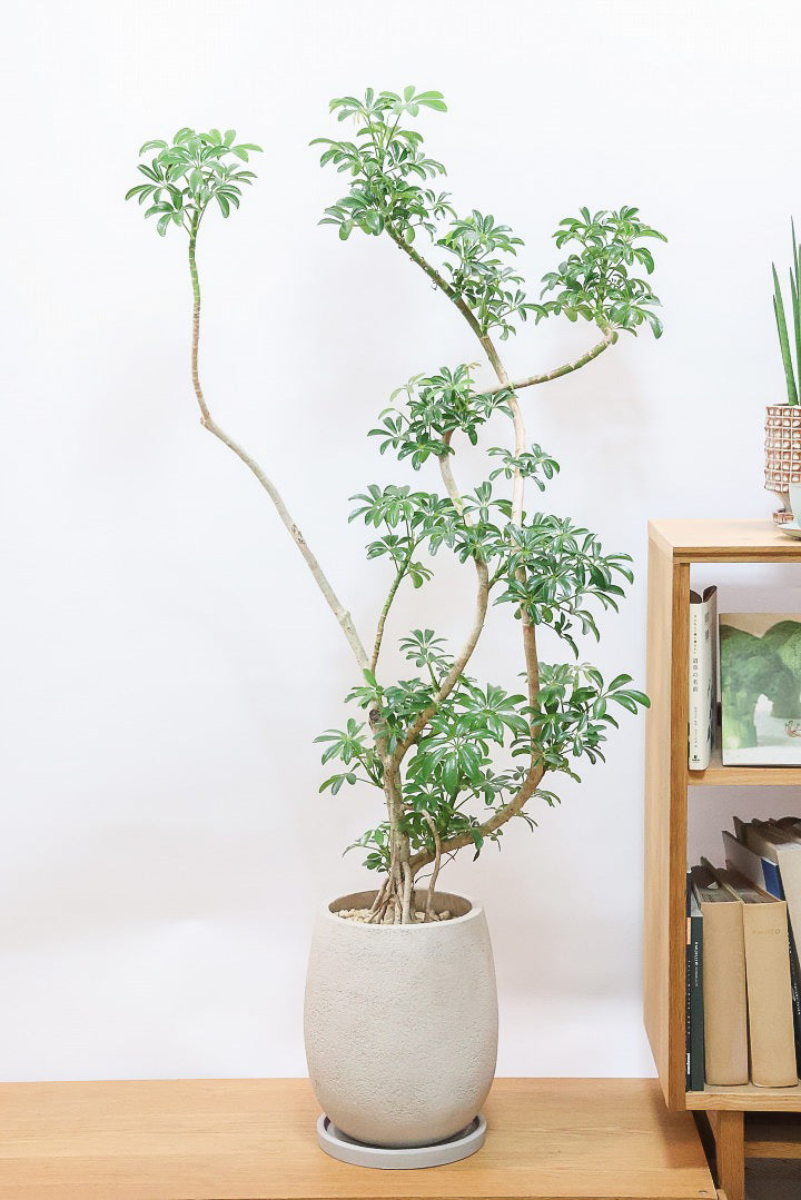 シェフレラ コンパクタGIV61724| 観葉植物の通信販売 | APEGO(アペーゴ)