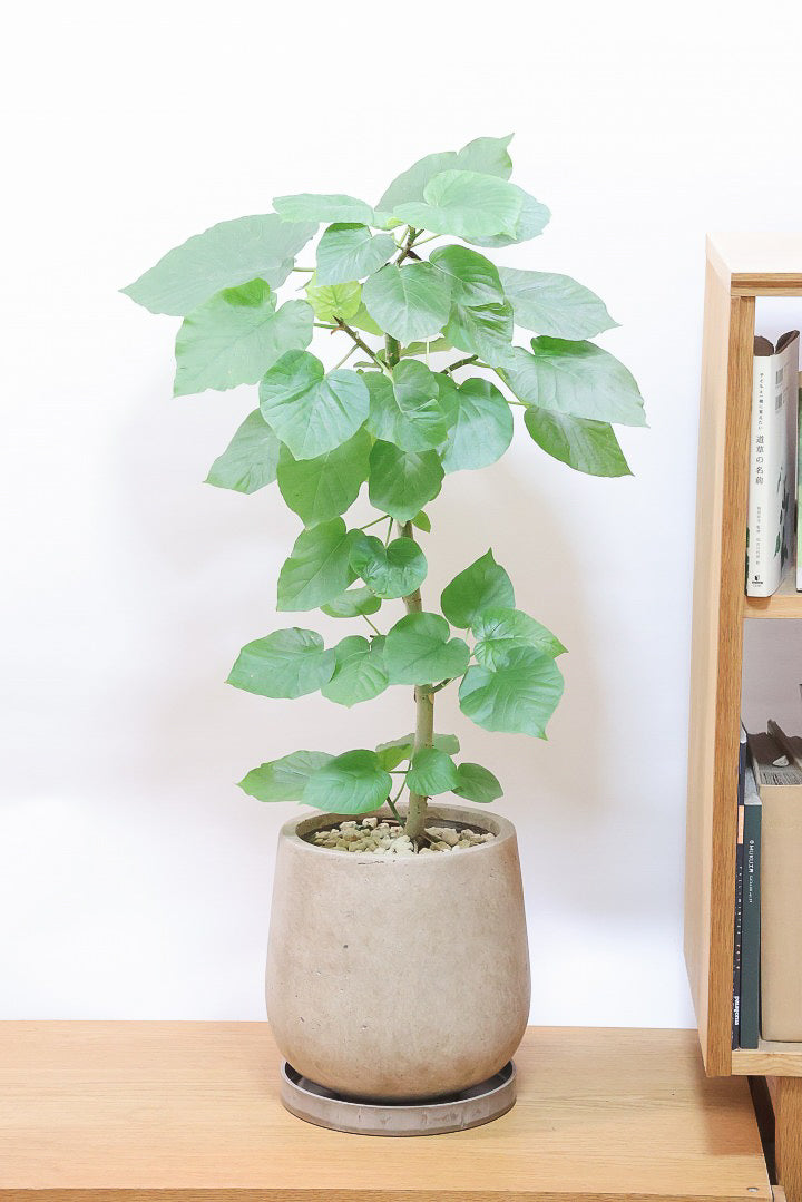 ウンベラータBE61725| 観葉植物の通信販売 | APEGO(アペーゴ)