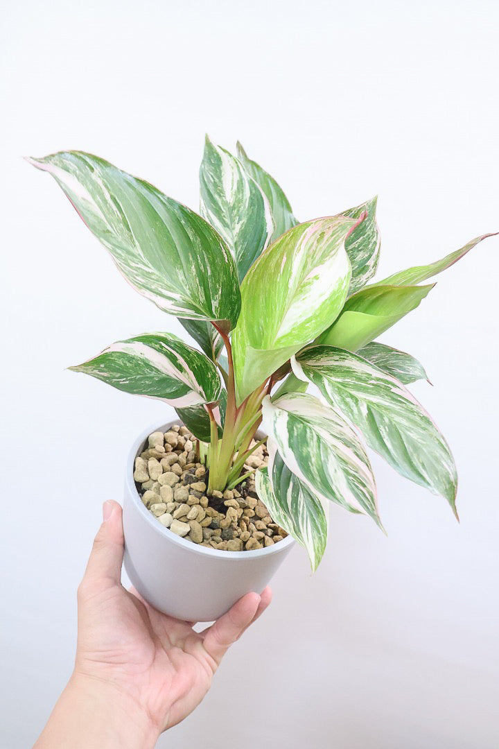 カラテア クラウドブロケイドPP61740| 観葉植物の通信販売 | APEGO