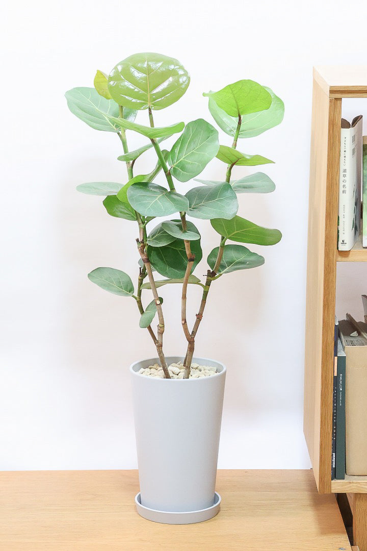 シーグレープPP61754| 観葉植物の通信販売 | APEGO(アペーゴ)