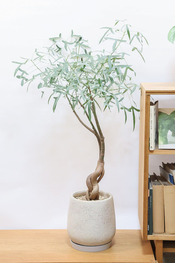 観葉植物　ブラキキトン ブラキキトン アセリフォリウス（フレームツリー） 5号鉢｜花木10-TU