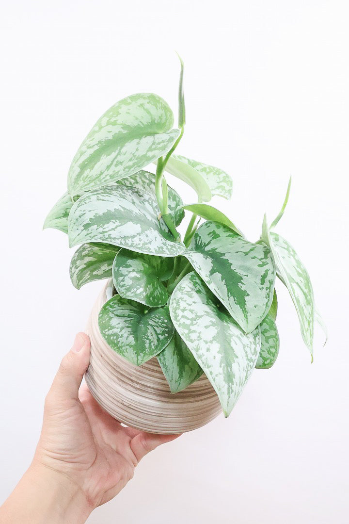 スキンダプサス トレビー　観葉植物 スキンダプサス トレビーWIV61765| 観葉植物の通信販売 | APEGO(アペーゴ)