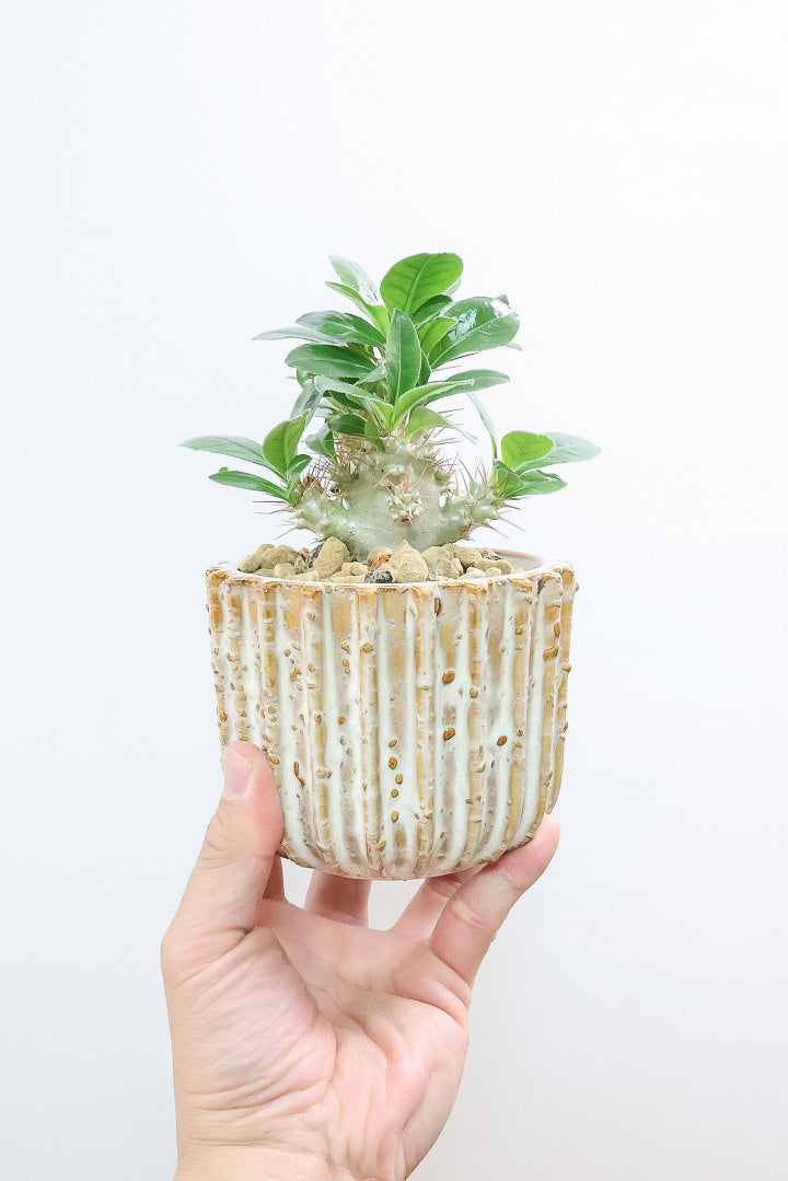 パキポディウム サンデルシーIV61795| 観葉植物の通信販売 | APEGO