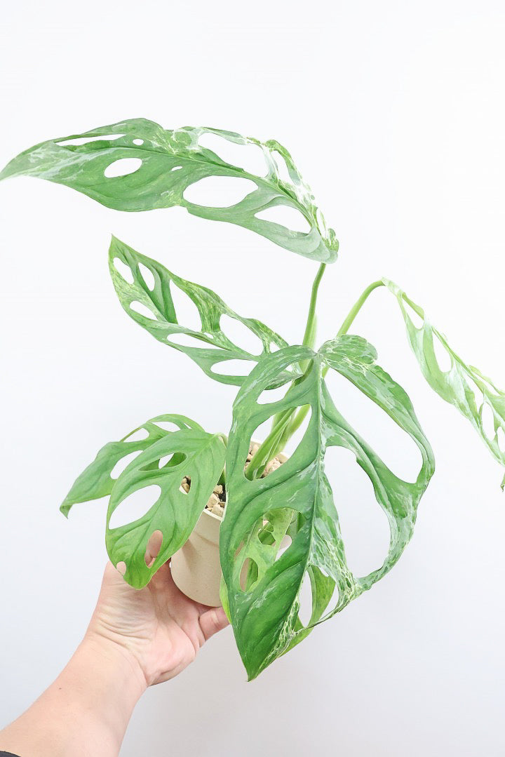 モンステラ アダンソニー オーレア バリエガタPP61806| 観葉植物の通信