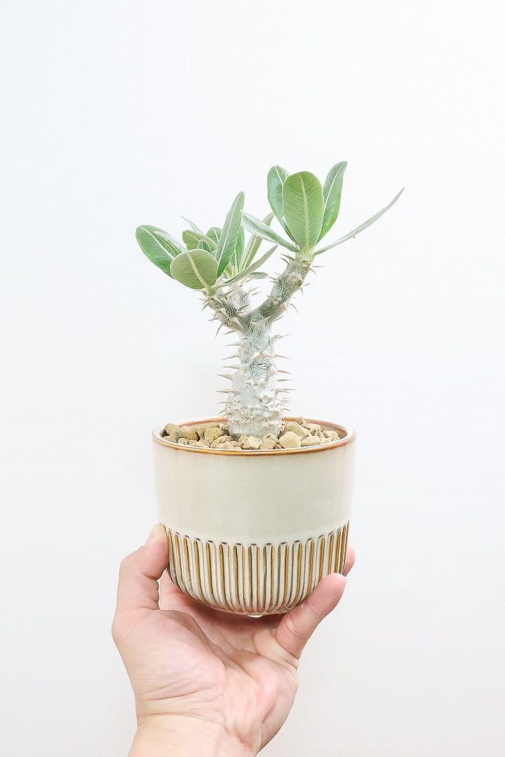 パキポディウム デンシフローラムSIV61827A| 観葉植物の通信販売