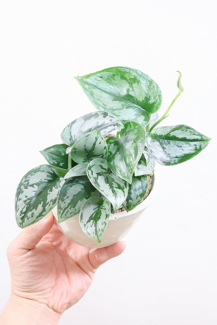 スキンダプサス シルバープリンセスW61830| 観葉植物の通信販売