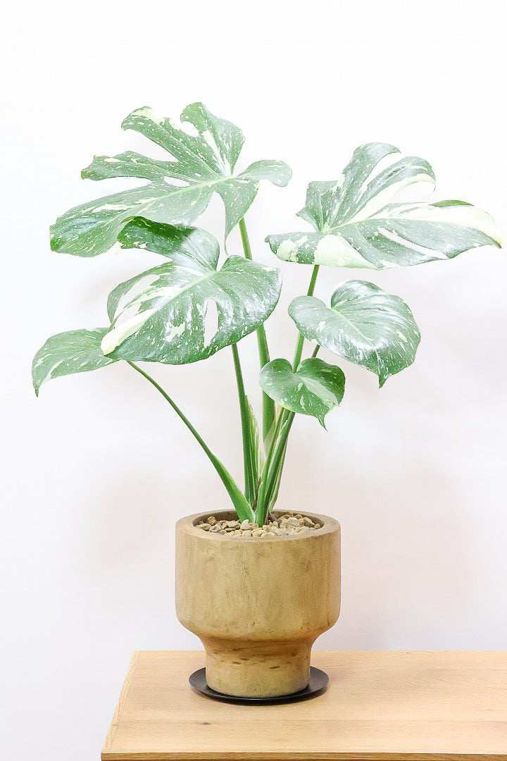 モンステラ タイコンステレーションWW61836| 観葉植物の通信販売