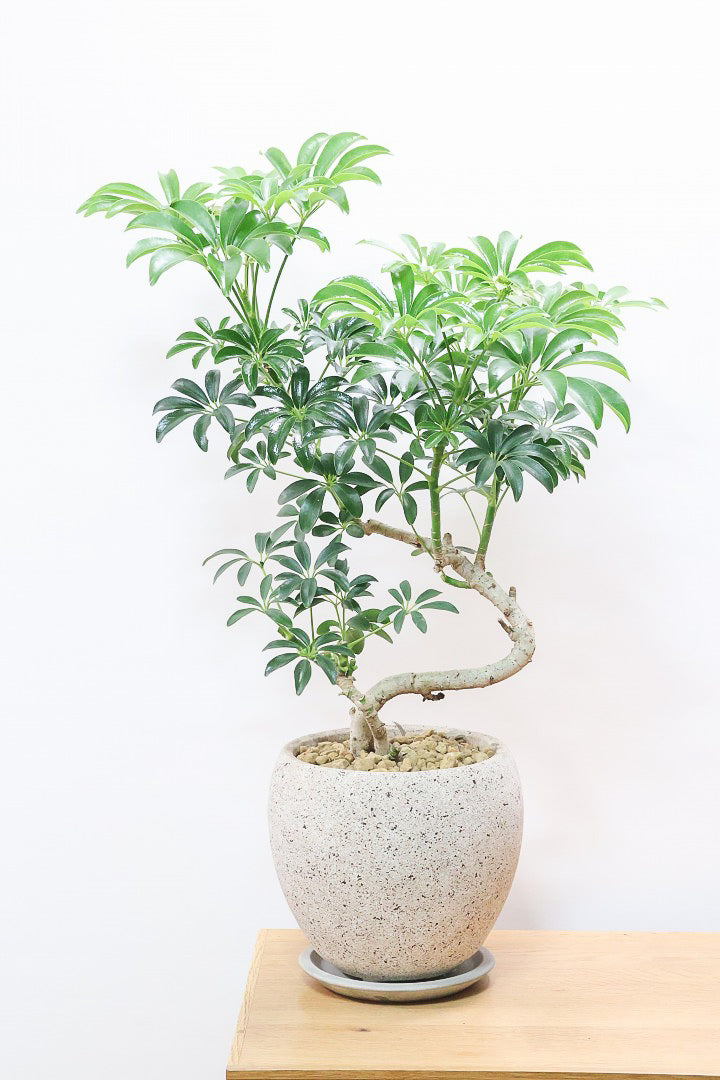 シェフレラ コンパクタCO61839| 観葉植物の通信販売 | APEGO(アペーゴ)
