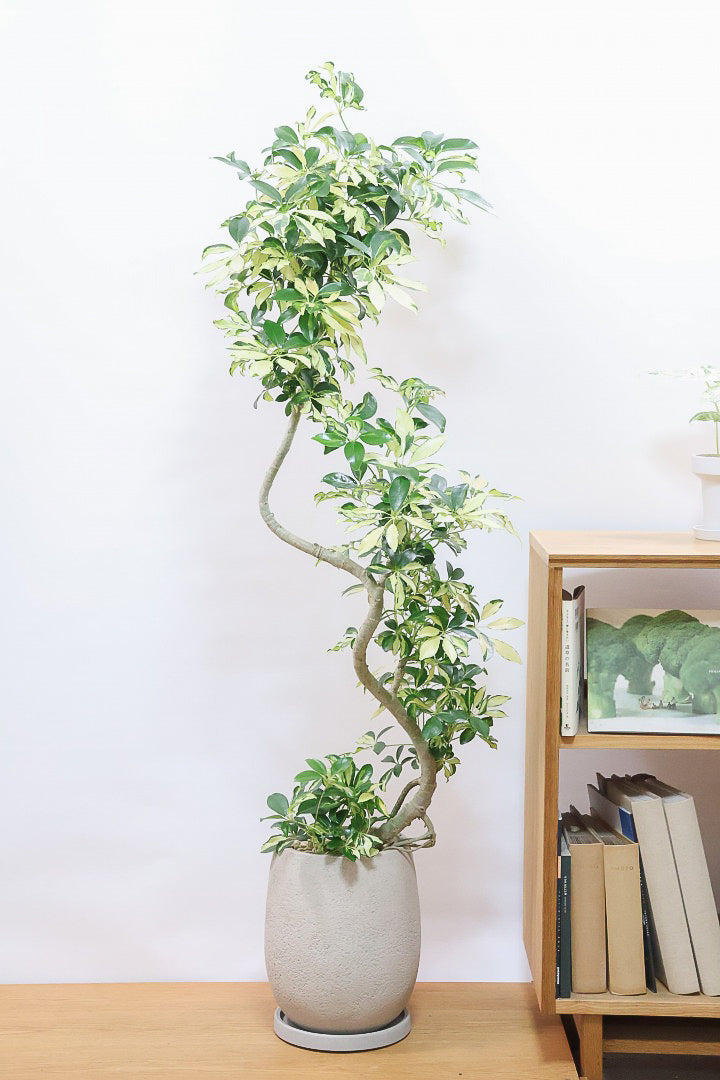 シェフレラ グランディGIV61848| 観葉植物の通信販売 | APEGO(アペーゴ) シェフレラ グランディGIV61848| 観葉植物の通信販売 | APEGO(アペーゴ)