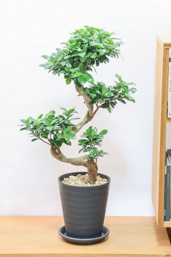 カマルページです ガジュマルPP61849| 観葉植物の通信販売 | APEGO(アペーゴ)