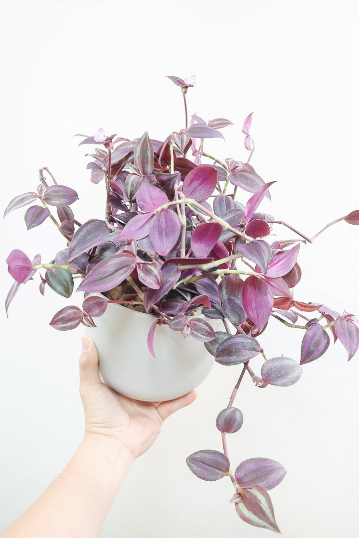 トラディスカンチア ダークパープルPP61856| 観葉植物の通信販売