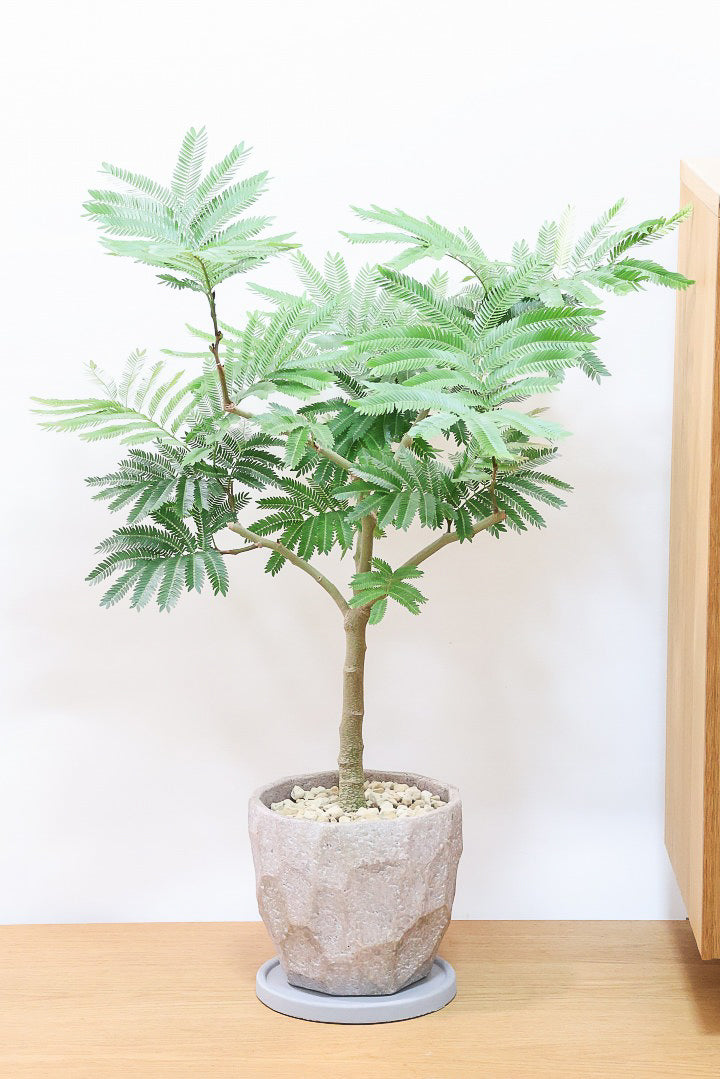 エバーフレッシュCO61885| 観葉植物の通信販売 | APEGO(アペーゴ) エバーフレッシュCO61885| 観葉植物の通信販売 | APEGO(アペーゴ)