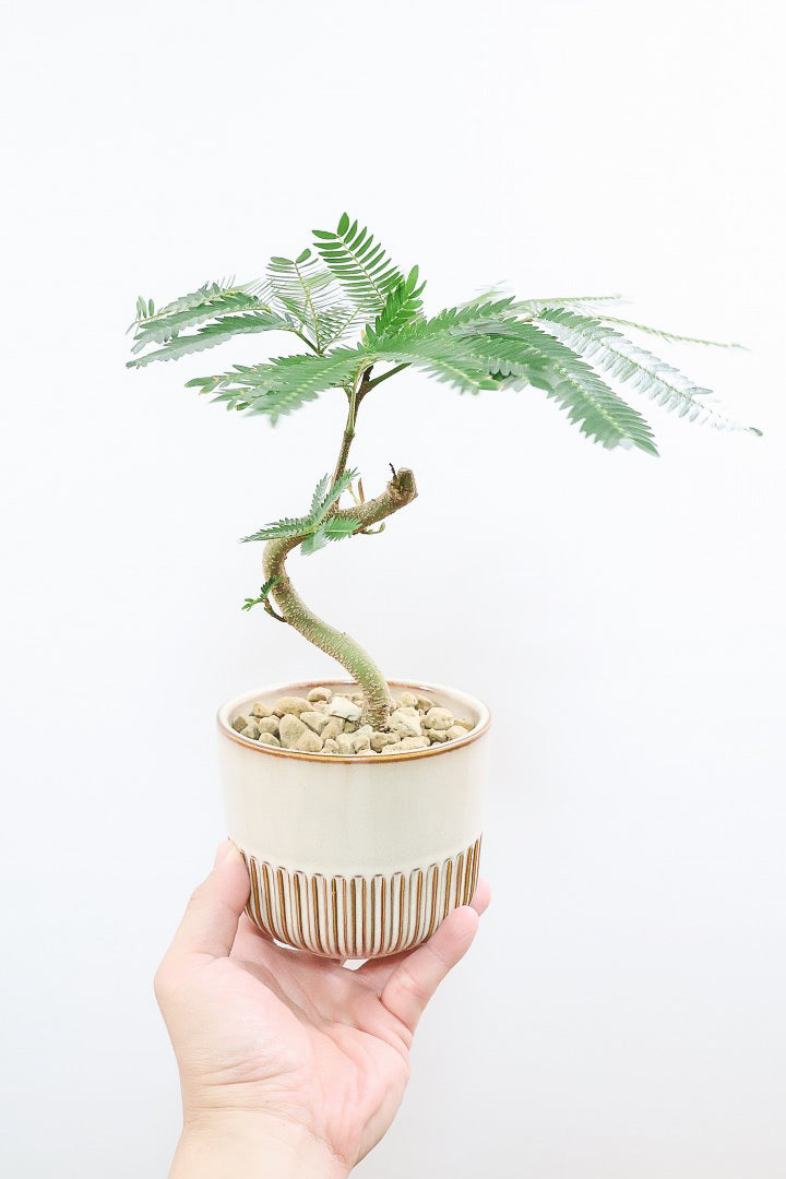 エバーフレッシュSIV61886| 観葉植物の通信販売 | APEGO(アペーゴ)