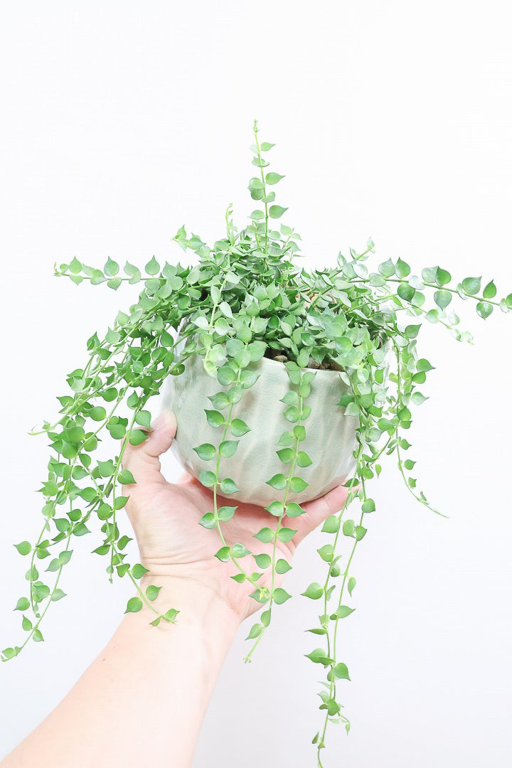 ディスキディア ミリオンハート グリーンGR61894| 観葉植物の通信販売