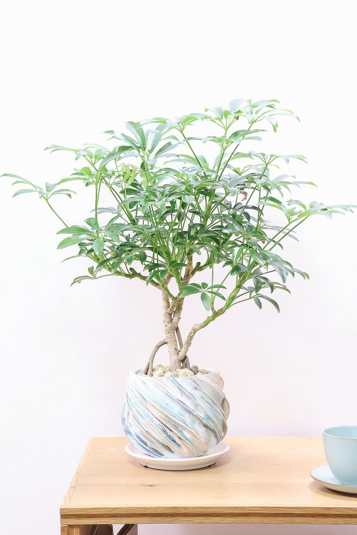 シェフレラ コンパクタMC61921| 観葉植物の通信販売 | APEGO(アペーゴ)