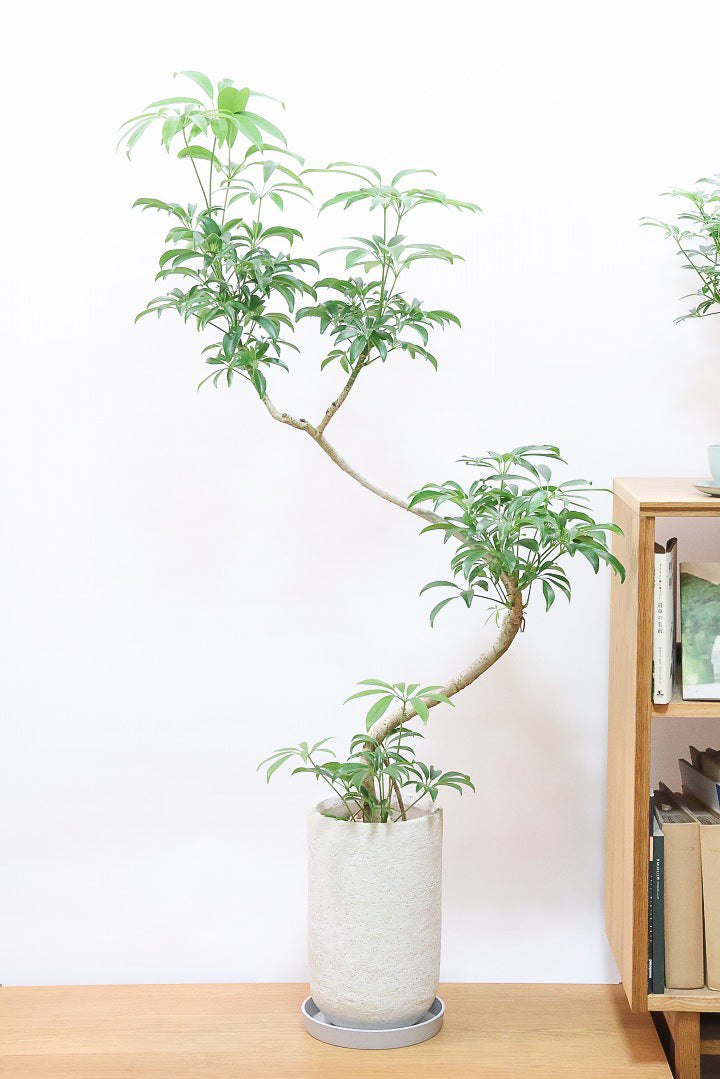 シェフレラ コンパクタIV61922| 観葉植物の通信販売 | APEGO(アペーゴ)
